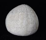Galerites vulgaris (LESKE 1776) - Bild © FossNet FossilienStore